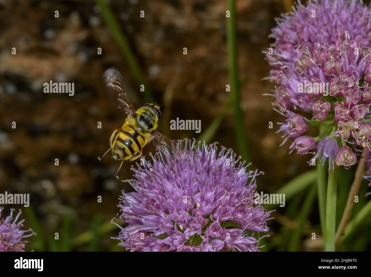 Batman Hoverfly, Myathropa florea, nectaring on Mountain Garlic, Allium lusitanicum in Flower. Stockfoto