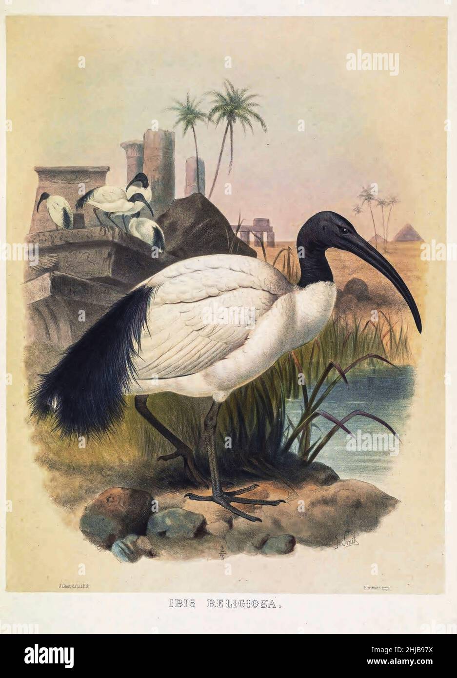 Der afrikanische heilige Ibis (Threskiornis aethiopicus hier als Ibis religiosa) ist eine Art von Ibis, einem watenden Vogel der Familie Threskiornithidae. Sie stammt aus Afrika und dem Nahen Osten. Es ist vor allem für seine Rolle in der Religion der alten Ägypter bekannt, wo es mit dem gott Thoth verbunden war; Trotz dieser, die Art ist derzeit extirpated aus Ägypten. Getönte Lithographie illustriert von Joseph Smit, aus dem Buch "die schönen und neugierigen Vögel der Welt" von Charles Barney Cory, Veröffentlicht vom Autor für die Abonnenten Boston USA 1883. Die Platten sind getönte Lithographien, einige mit Stockfoto