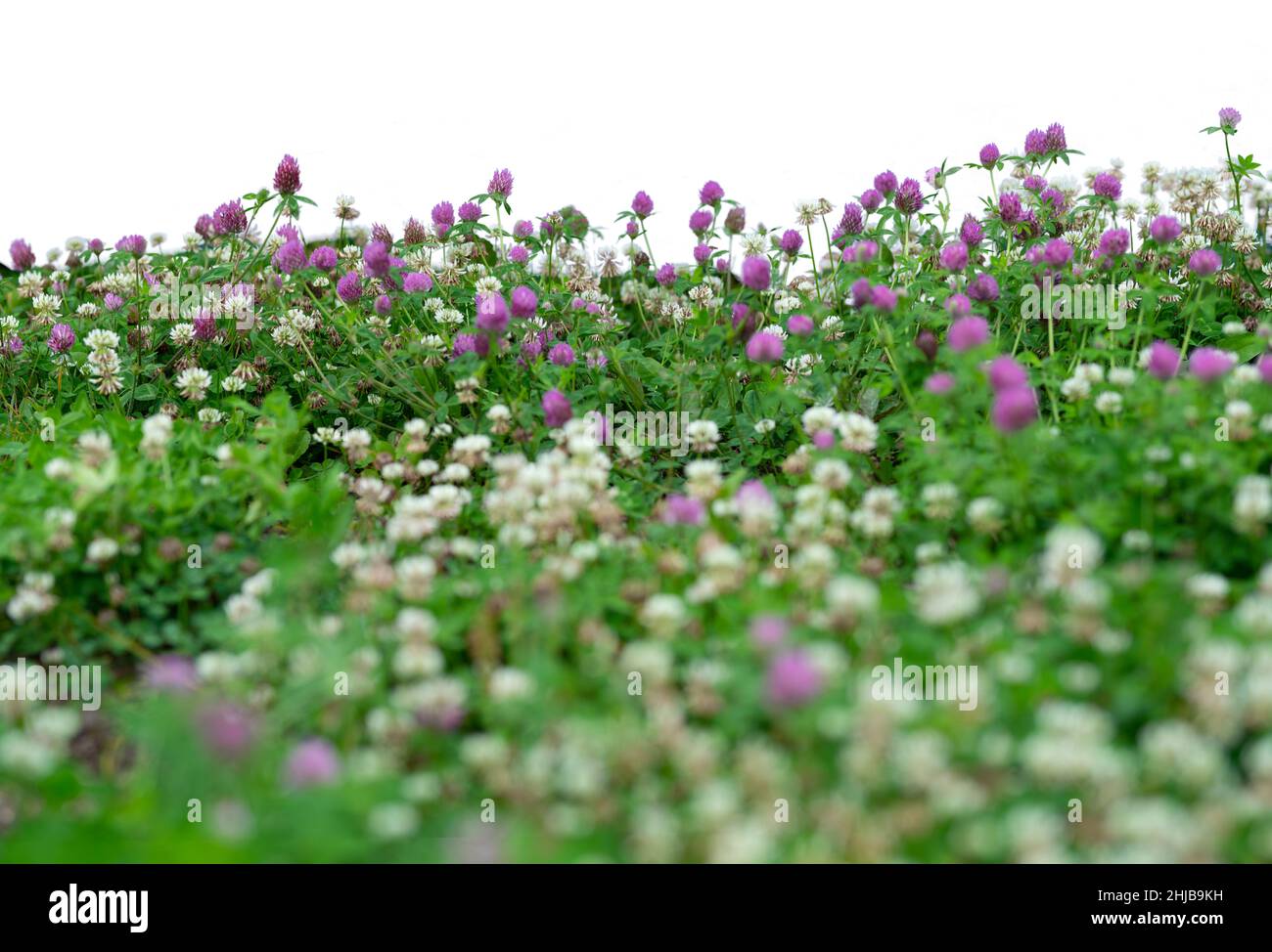Gras und Frühlingsblumen isoliert auf Weiß Stockfoto