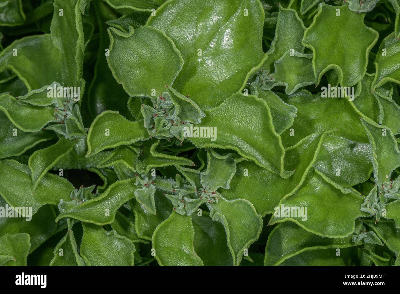 Gewöhnliche Eispflanze, Mesembryanthemum crystallinum Blätter - wird als Gemüse verwendet. Stockfoto