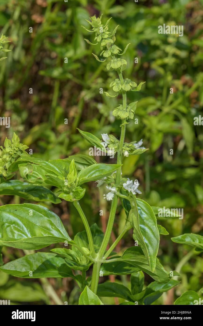 Basilikum, Ocimum basilicum, in Blüte. Weit verbreitetes Kraut. Stockfoto