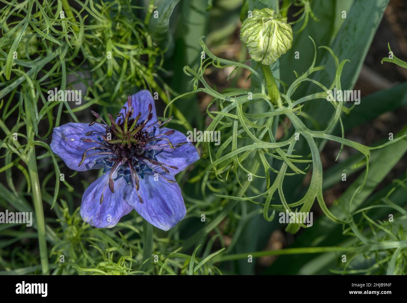 Spanische Fenchel Blume, Nigella hispanica, in Blüte im Kräutergarten. Stockfoto