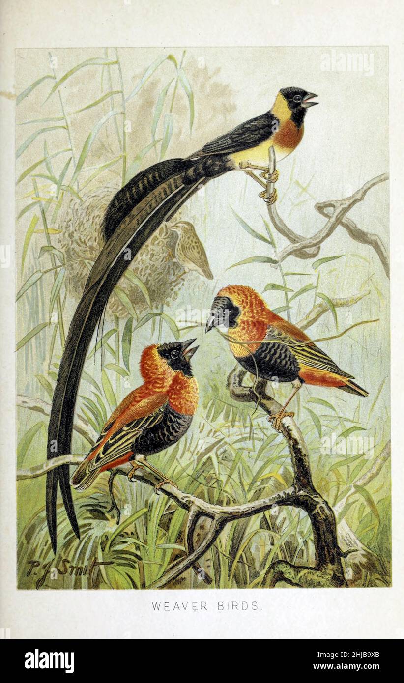 Weaver Birds illustriert von Pierre Jacques Smit aus der königlichen Naturgeschichte herausgegeben von Richard Lydekker, Band III veröffentlicht im Jahr 1893 Stockfoto