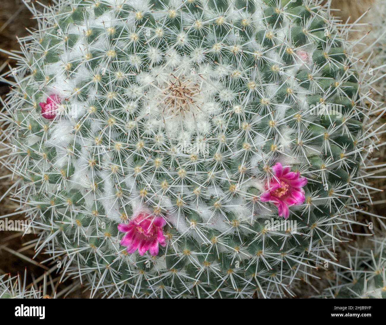 Der Doppelstachelkaktus, Mammilaria geminispina in Blüte. Mexikanische Wüste. Stockfoto