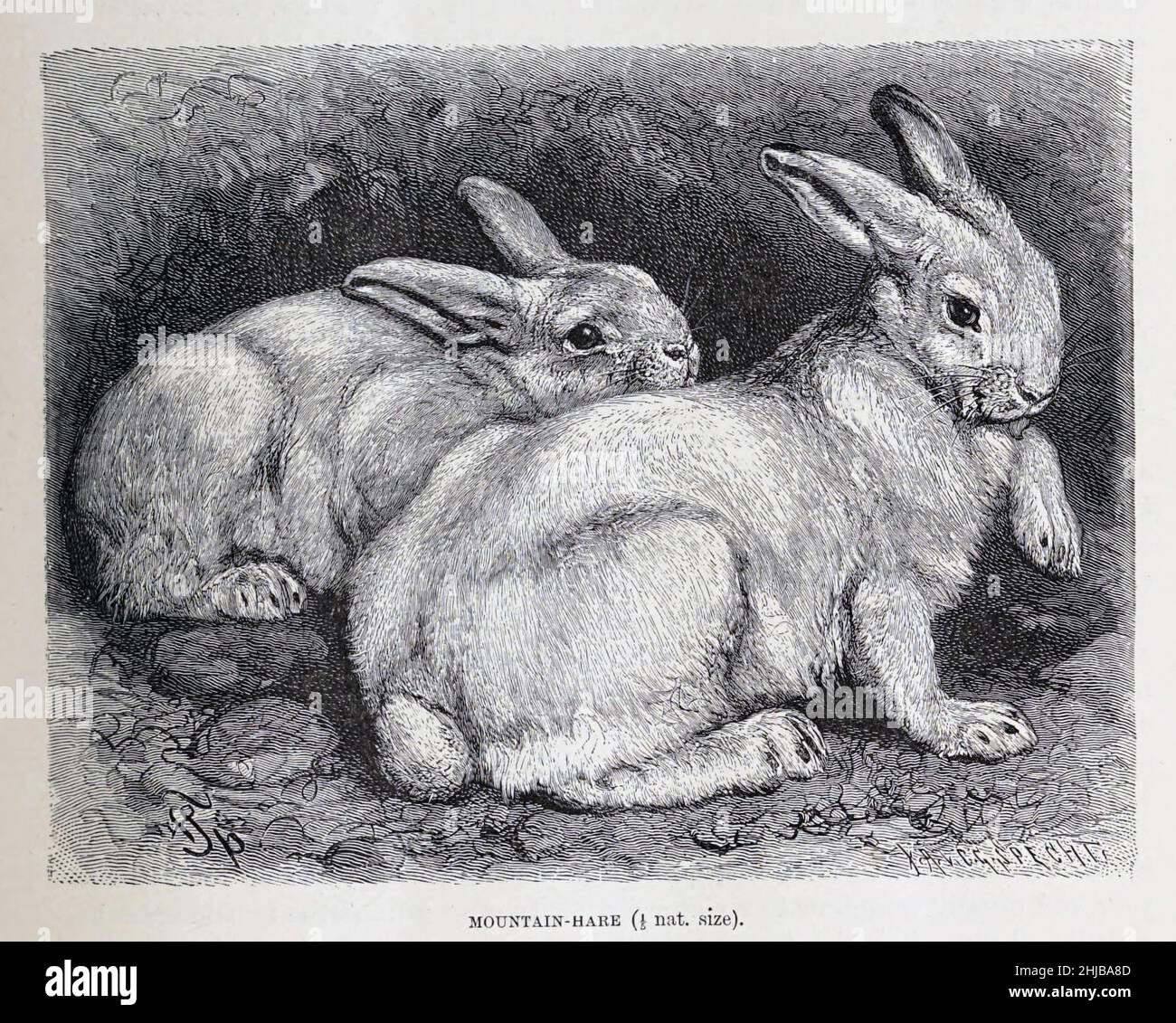 Mountain Hare aus der königlichen Naturgeschichte herausgegeben von Richard Lydekker, Band III veröffentlicht im Jahr 1893 Stockfoto