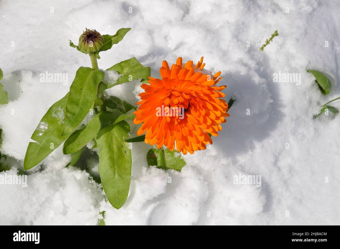 Ringelblume unter dem Schnee in der Bretagne Stockfoto