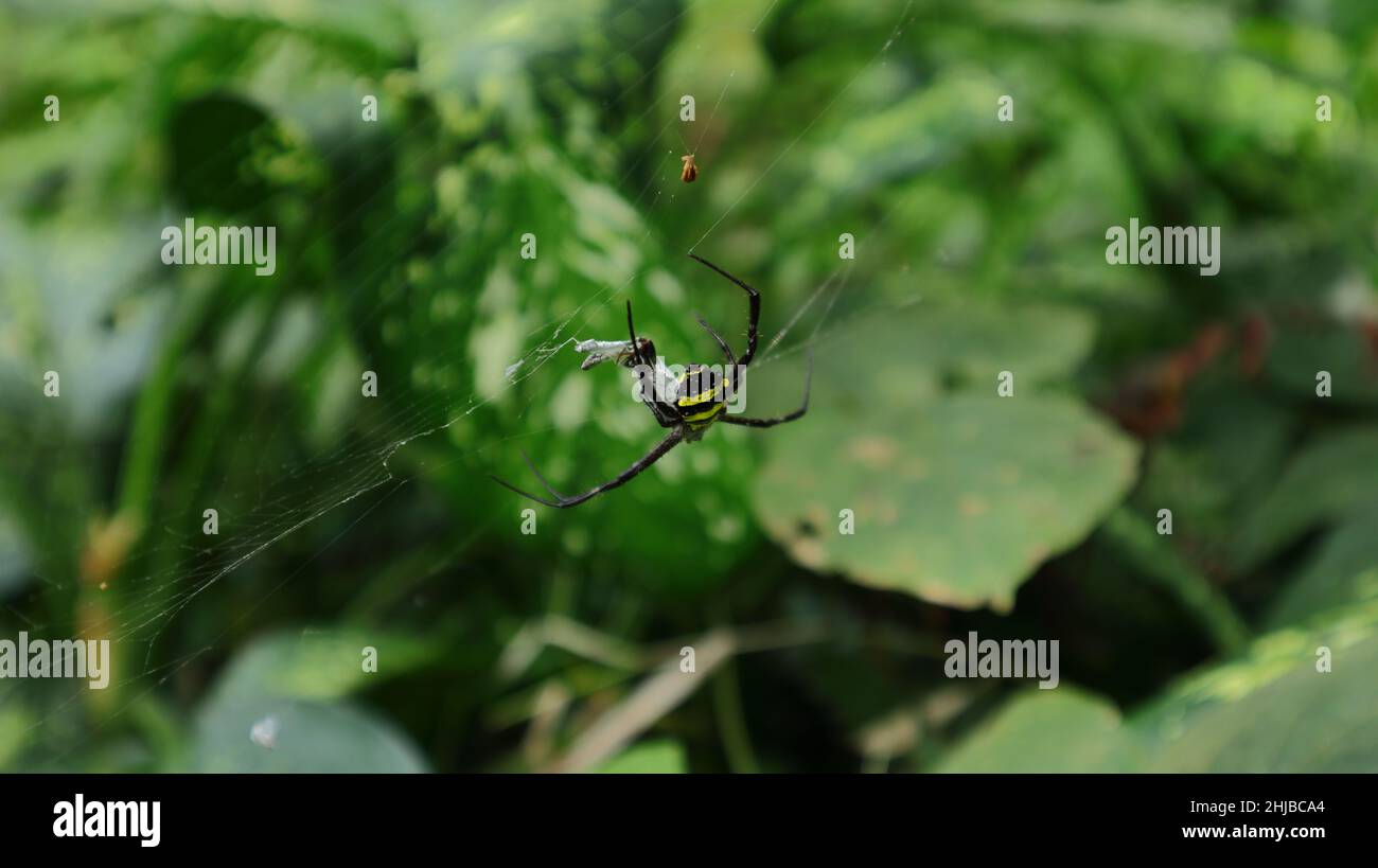Hochwinkelansicht einer weiblichen Orbis-Netzspinne (Argiope aetherea) mit einer gefangenen Beute Stockfoto