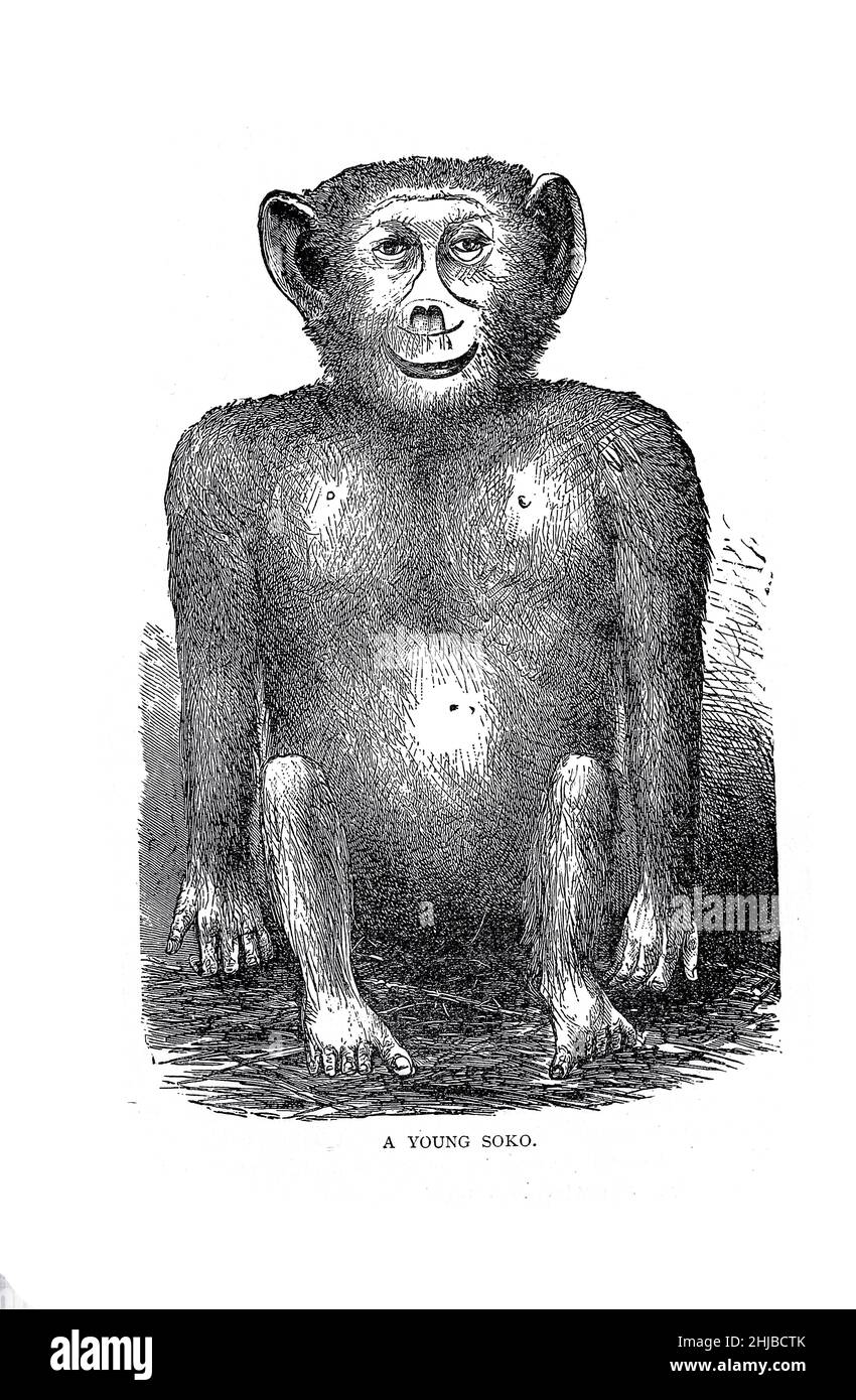 Ein junger Soko aus dem Buch Stanley in Africa. Die wunderbaren Entdeckungen und spannenden Abenteuer des großen afrikanischen Entdeckers und anderer Reisender, Pioniere und Missionare von James Penny Boyd, Herausgeber: Philadelphia, Pennsylvania; St. Louis, Mo., P. W. Ziegler & Co im Jahr 1889 Stockfoto