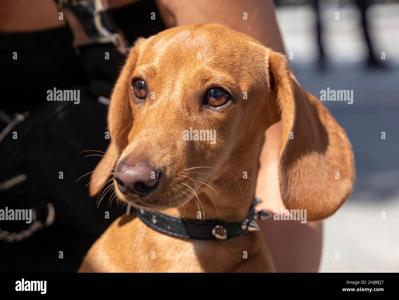 Porträt eines Dachshund (Teckel, Weenie Dog) Welpen in den Armen ihres Besitzers, der nach links schaut. Nahaufnahme. Selektiver Fokus. Stockfoto