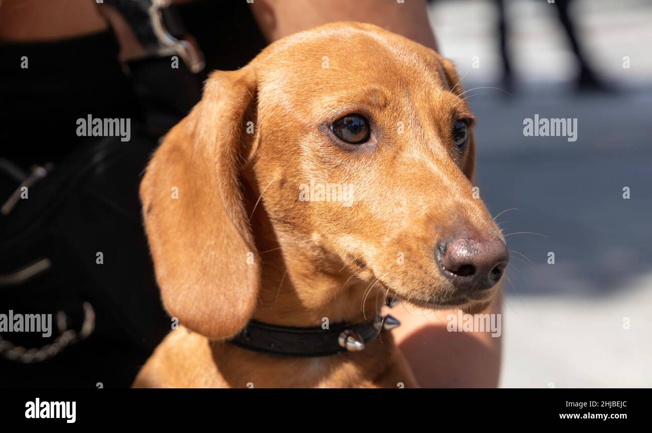 Porträt eines Dachshund (Teckel, Weenie Dog) Welpen in den Armen ihres Besitzers, der nach rechts schaut. Nahaufnahme. Selektiver Fokus Stockfoto