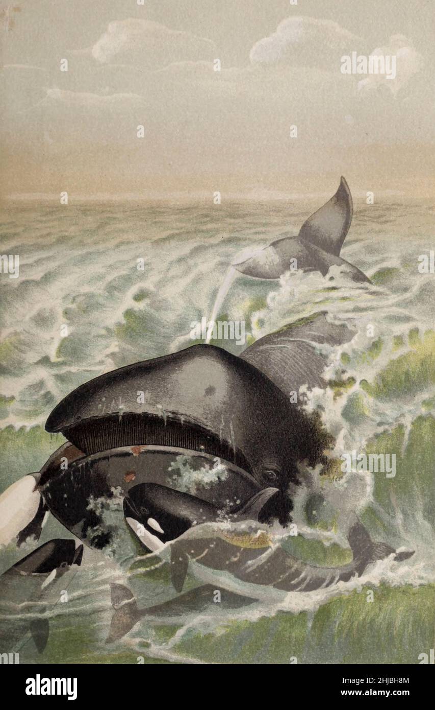 Der Bogenkopfwal (Balaena mysticetus) ist eine Art von Balen, die zur Familie der Balaenidae gehört und der einzige lebende Vertreter der Gattung Balaena ist. Sie sind der einzige Ballen-Wal, der in den arktischen und subarktischen Gewässern endemisch ist, und sind nach ihrem charakteristischen massiven dreieckigen Schädel benannt, mit dem sie arktisches Eis durchbrechen. Andere gebräuchliche Namen der Art sind der Grönlandwal oder der Arktiswal. Aus der königlichen Naturgeschichte, herausgegeben von Richard Lydekker, Band III, veröffentlicht im Jahr 1893 Stockfoto