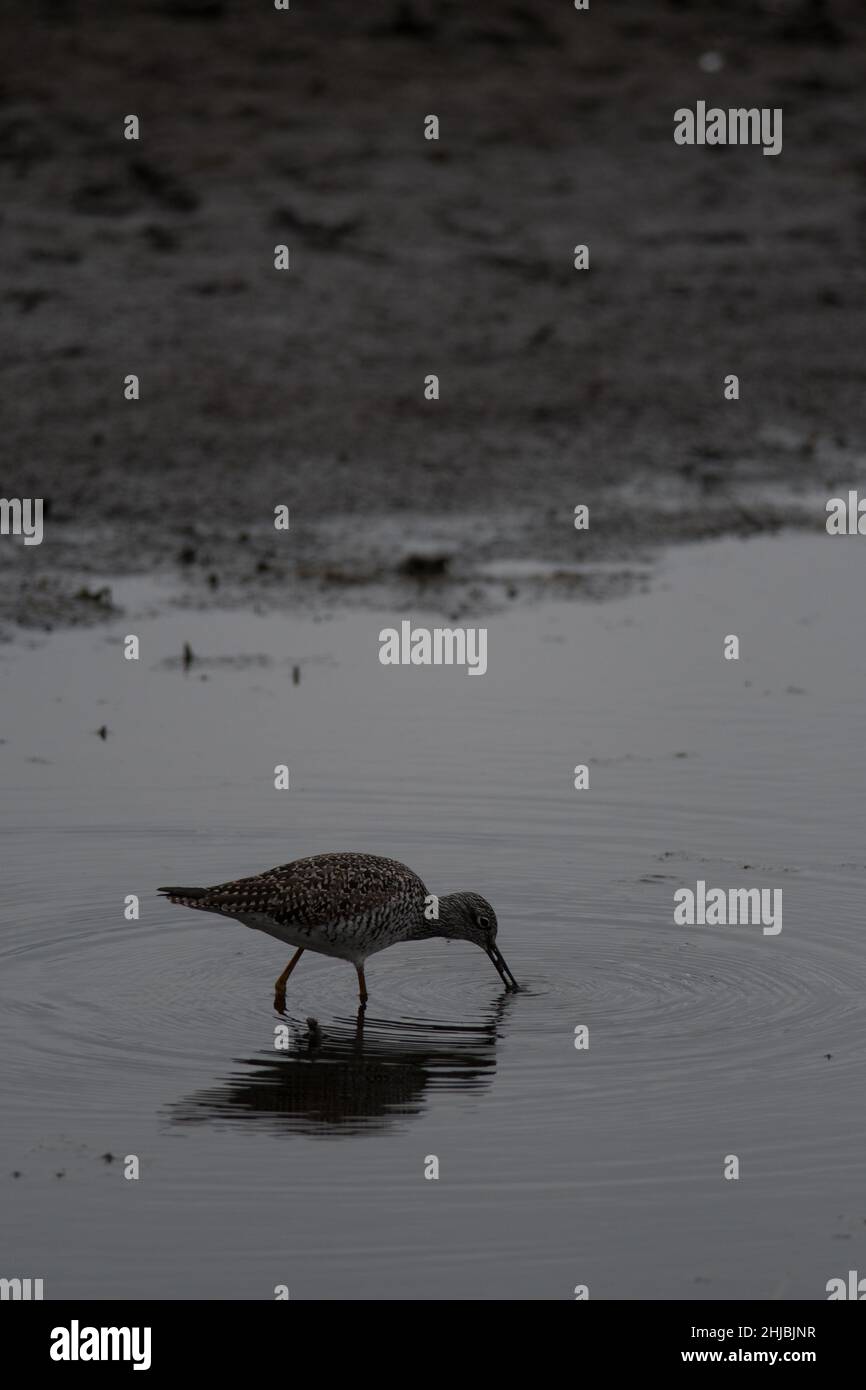 Größere Gelbe Beine auf der Nahrungssuche in den Feuchtgebieten des Montezuma National Wildlife Refuge Stockfoto