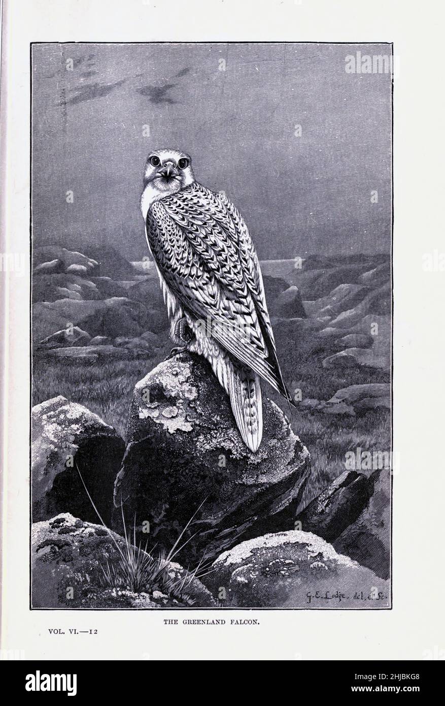 Die Grönlandfalke der Gyrfalke (Falco rusticolus), Er brütet an den arktischen Küsten und der Tundra, und den Inseln Nordamerikas und der eurosiberischen Region. Es ist vor allem ein Bewohner dort auch, die größte der Falken Art, ist ein Greifvogel. Aus der königlichen Naturgeschichte von Richard Lydekker herausgegeben, Band IV im Jahr 1895 veröffentlicht Stockfoto