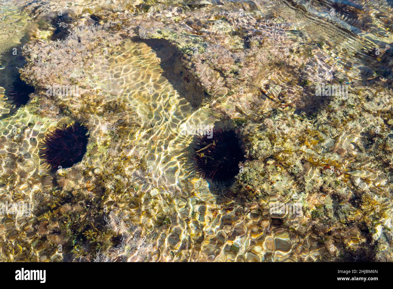Felsige Küste der Insel Mallorca mit Seeigel, Paracentrotus lividus, an einem sonnigen Tag Stockfoto