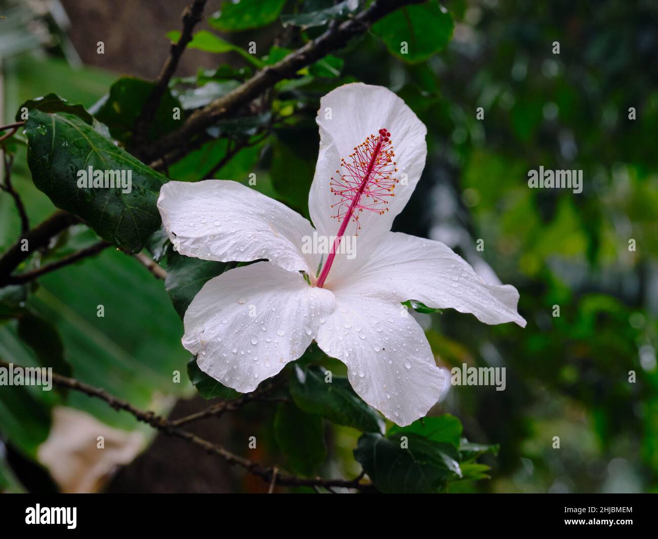 Weiße Hibiscus Stockfoto