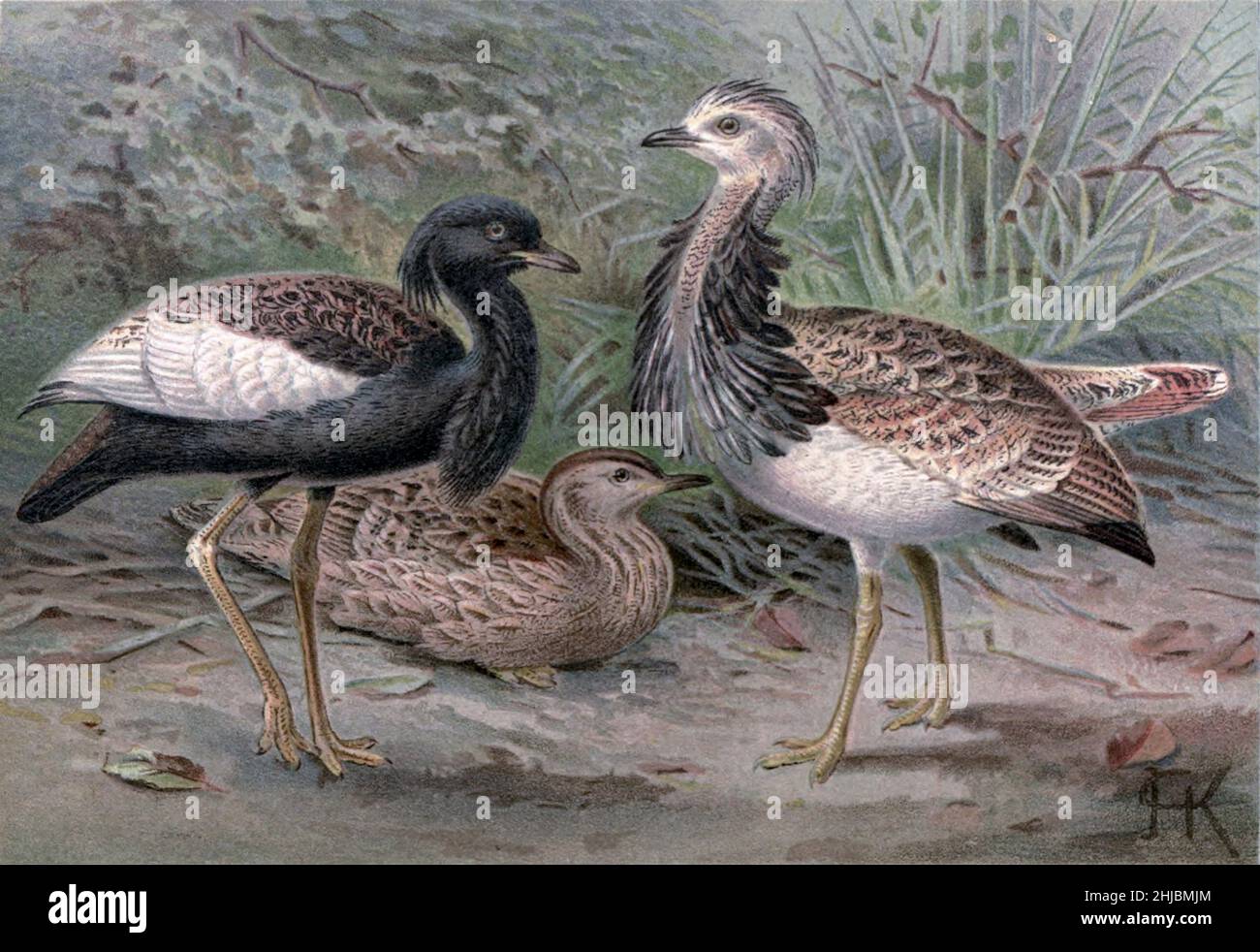 Florican und MacQueen's Bustard (Chlamydotis macqueenii) illustriert von Johannes Gerardus Keulemans (J. G. Keulemans) aus der königlichen Naturgeschichte herausgegeben von Richard Lydekker, Band IV veröffentlicht im Jahr 1895 Stockfoto