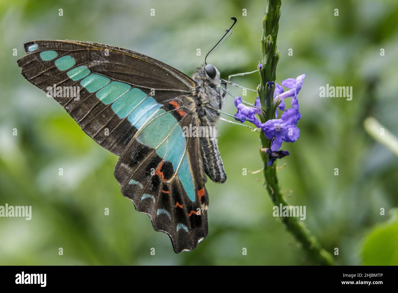 Selektive Nahaufnahme eines Schmetterlings auf einen Stamm einer blühenden Pflanze Stockfoto