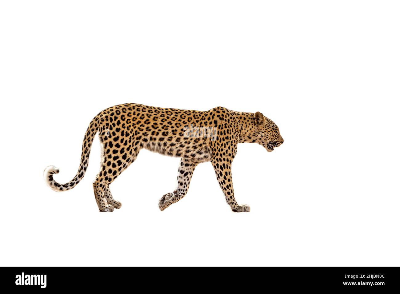 Leopardenweibchen, die isoliert in weißem Hintergrund im Kgalagadi Transfrontier Park, Südafrika, wandern; Artie Panthera pardus Familie der Felidae Stockfoto