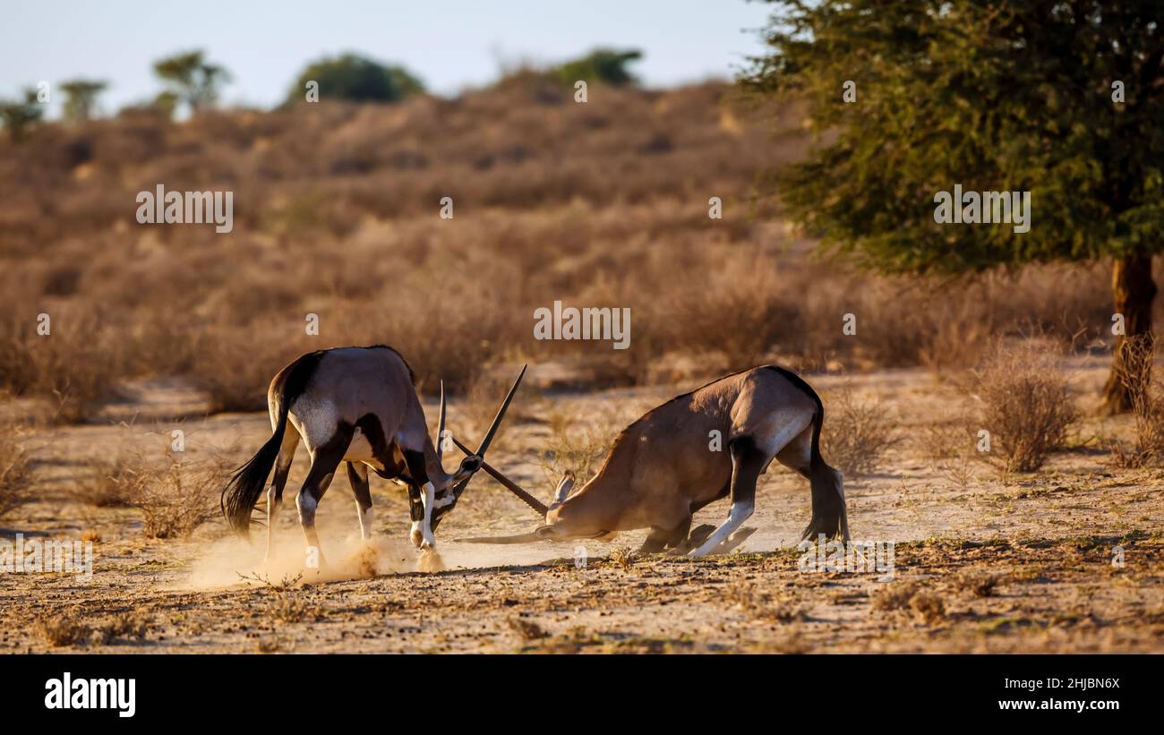 Zwei südafrikanische Oryx kämpfen im Kgalagadi Transfrontier Park, Südafrika; specie Oryx gazella Familie von Bovidae Stockfoto