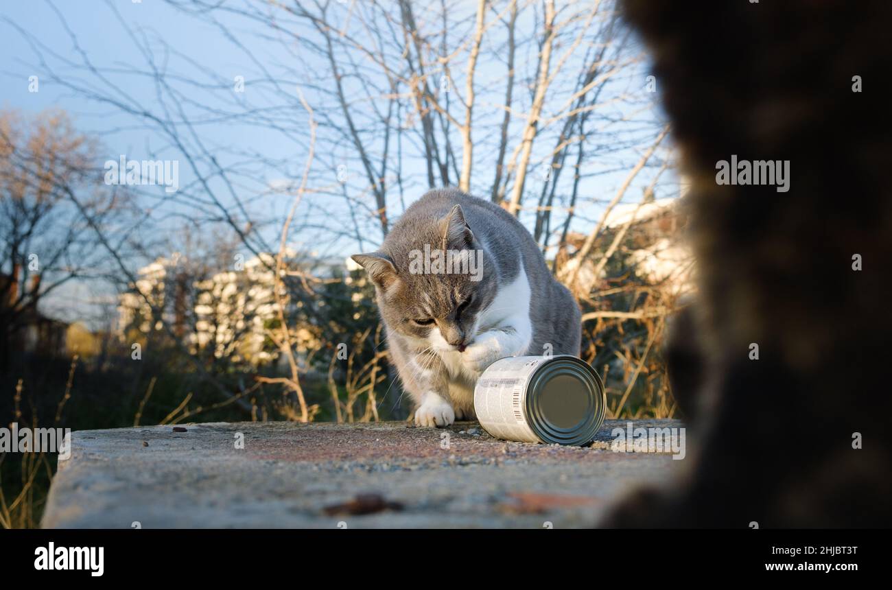 Straßenkatze, die aus der Dose isst Stockfoto