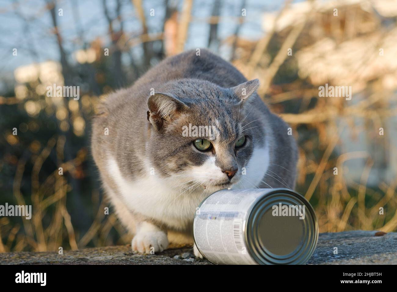 Straßenkatze, die aus der Dose isst Stockfoto