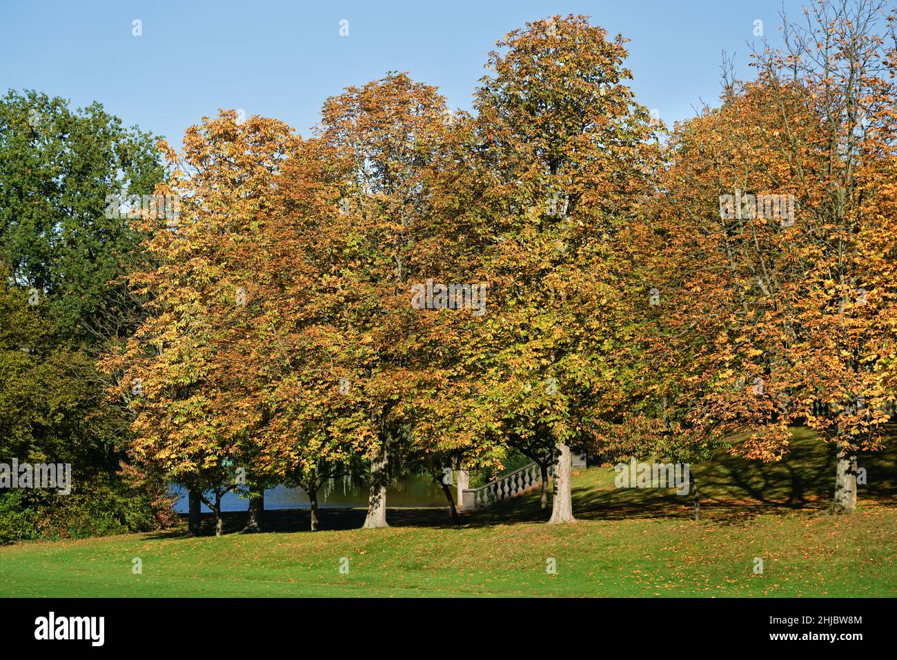 Bäume in einem Park an einem sonnigen Oktobertag. Stockfoto