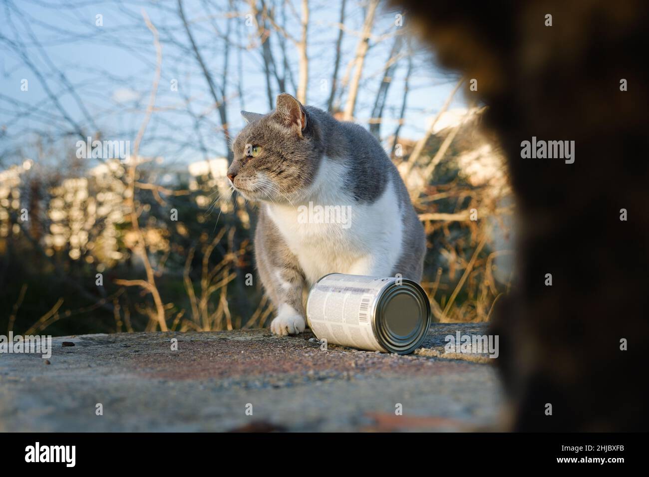 Straßenkatze, die aus der Dose isst Stockfoto