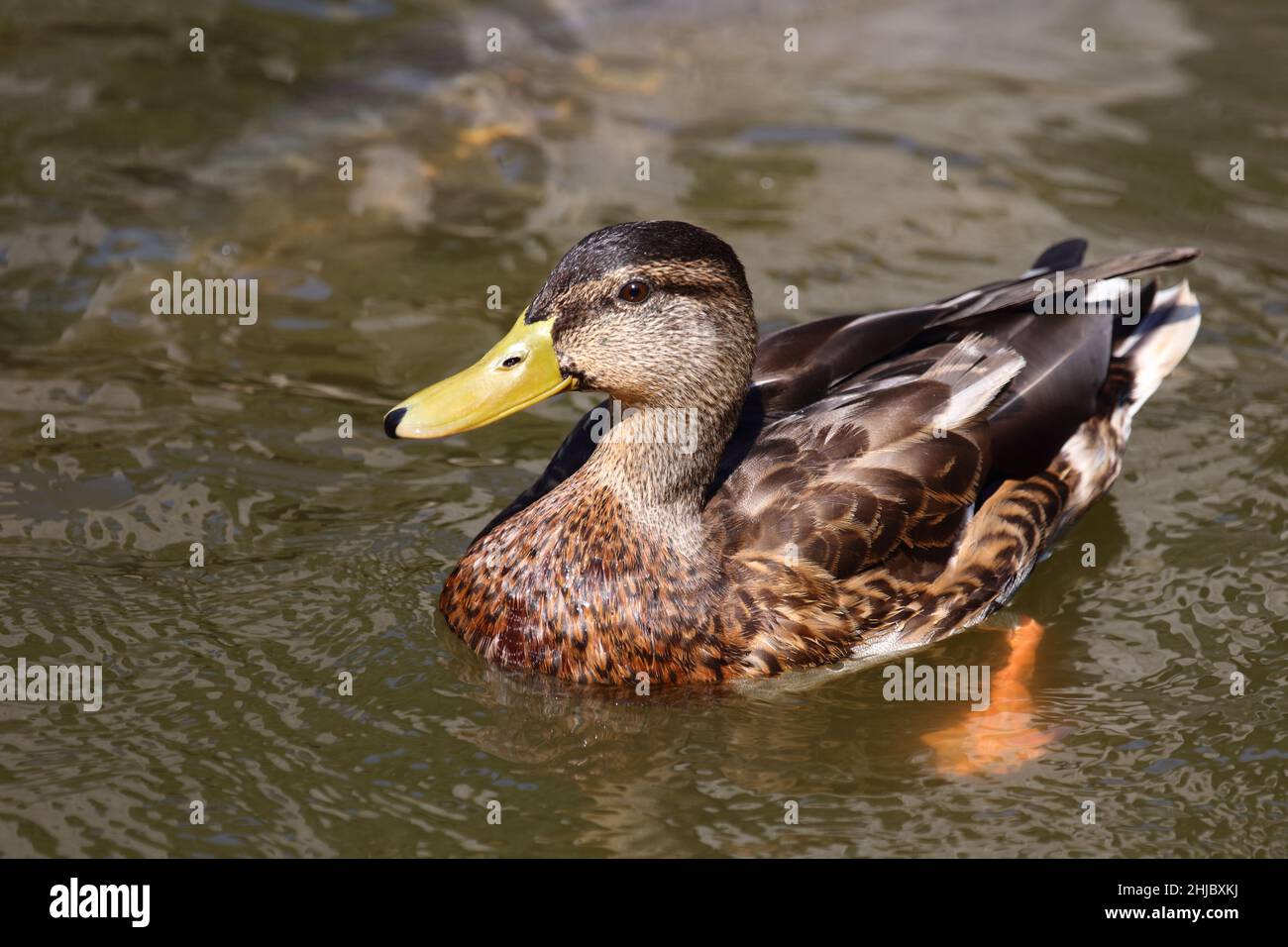 Stockente / Stockente / Anas Platyrhynchos Stockfoto