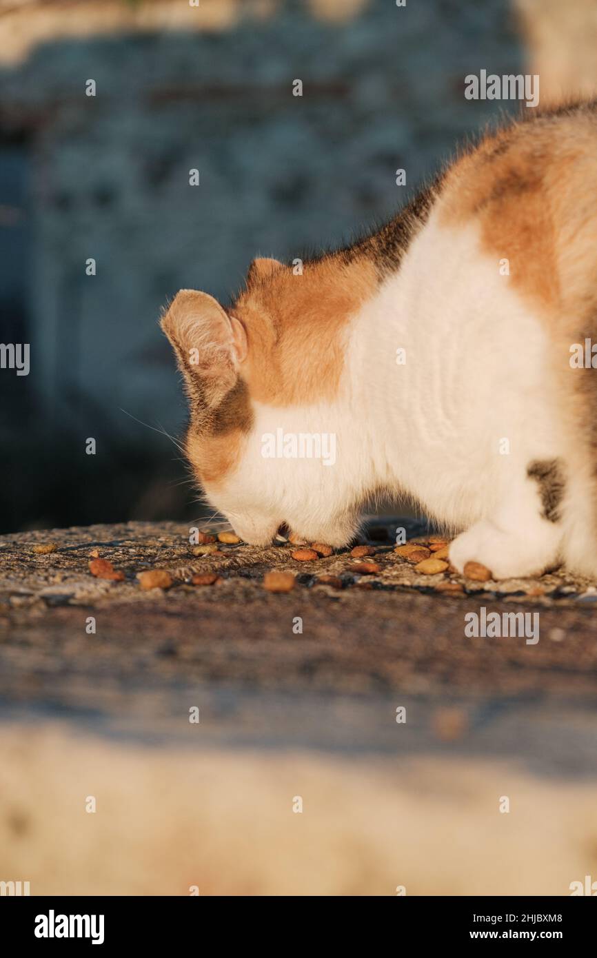 Straßenkatzen essen Essen. Stockfoto