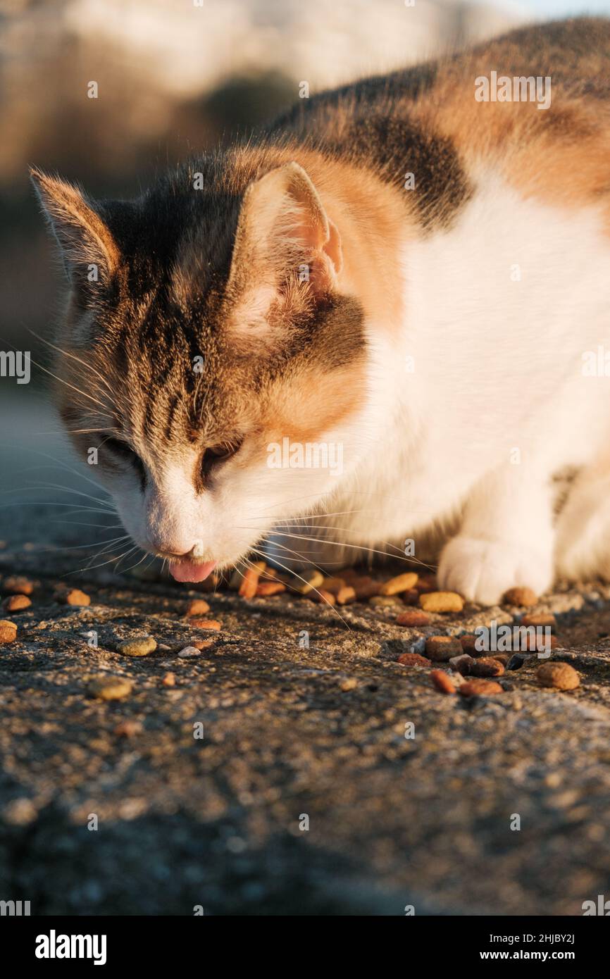 Straßenkatzen essen Essen. Stockfoto