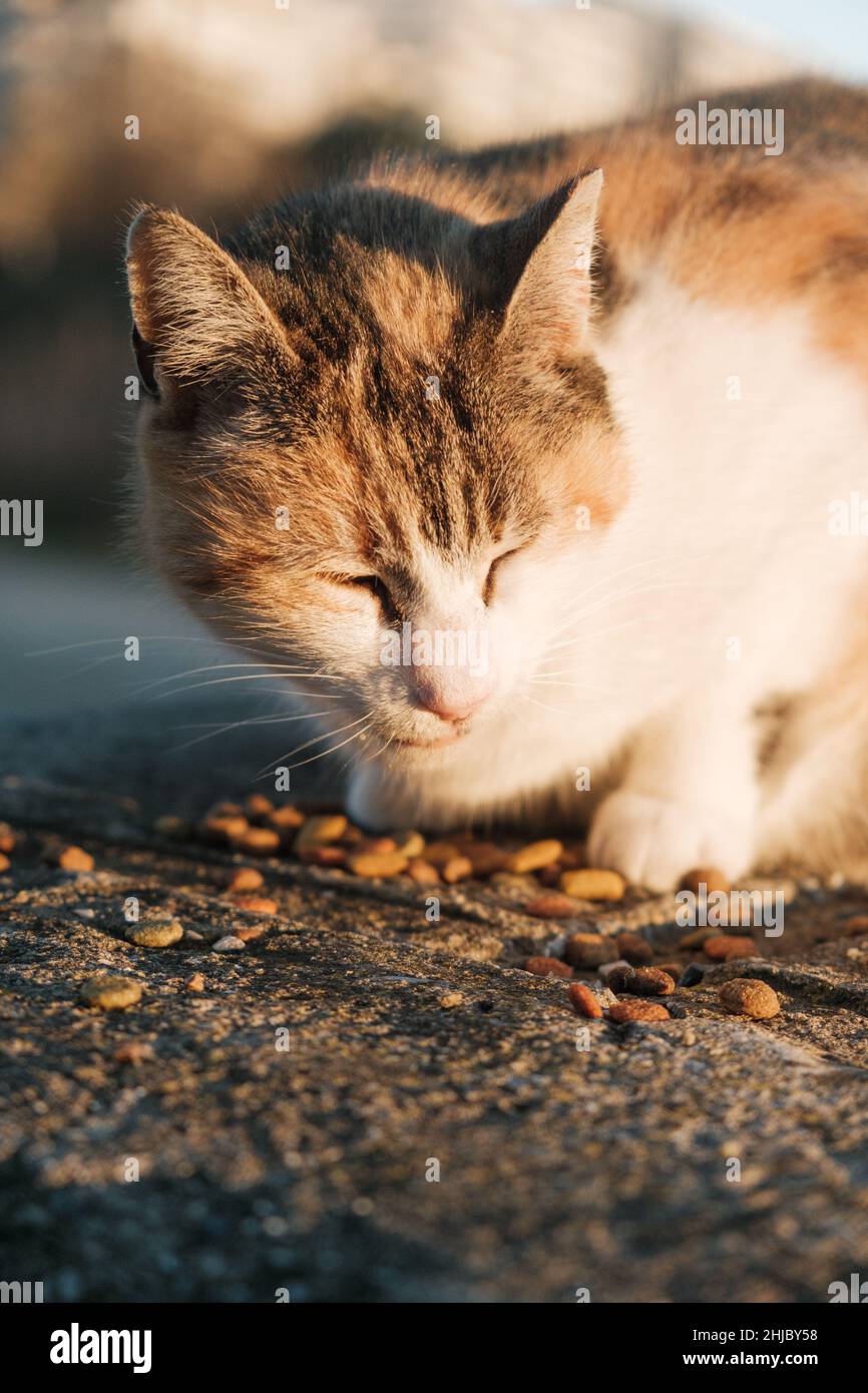 Straßenkatzen essen Essen. Stockfoto