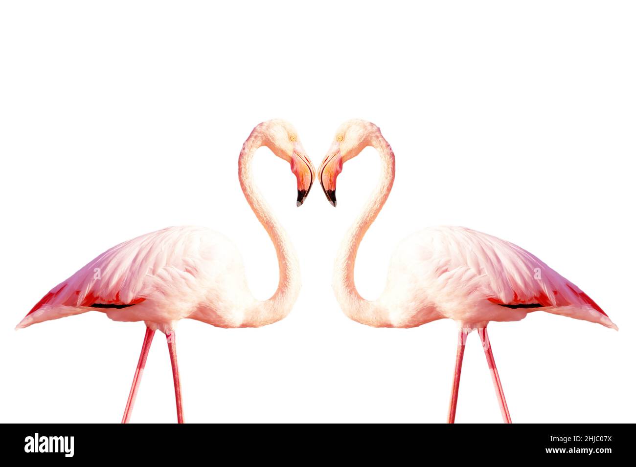 Zwei rosa Flamingos, die auf weißem Hintergrund eine Herzform bilden Stockfoto