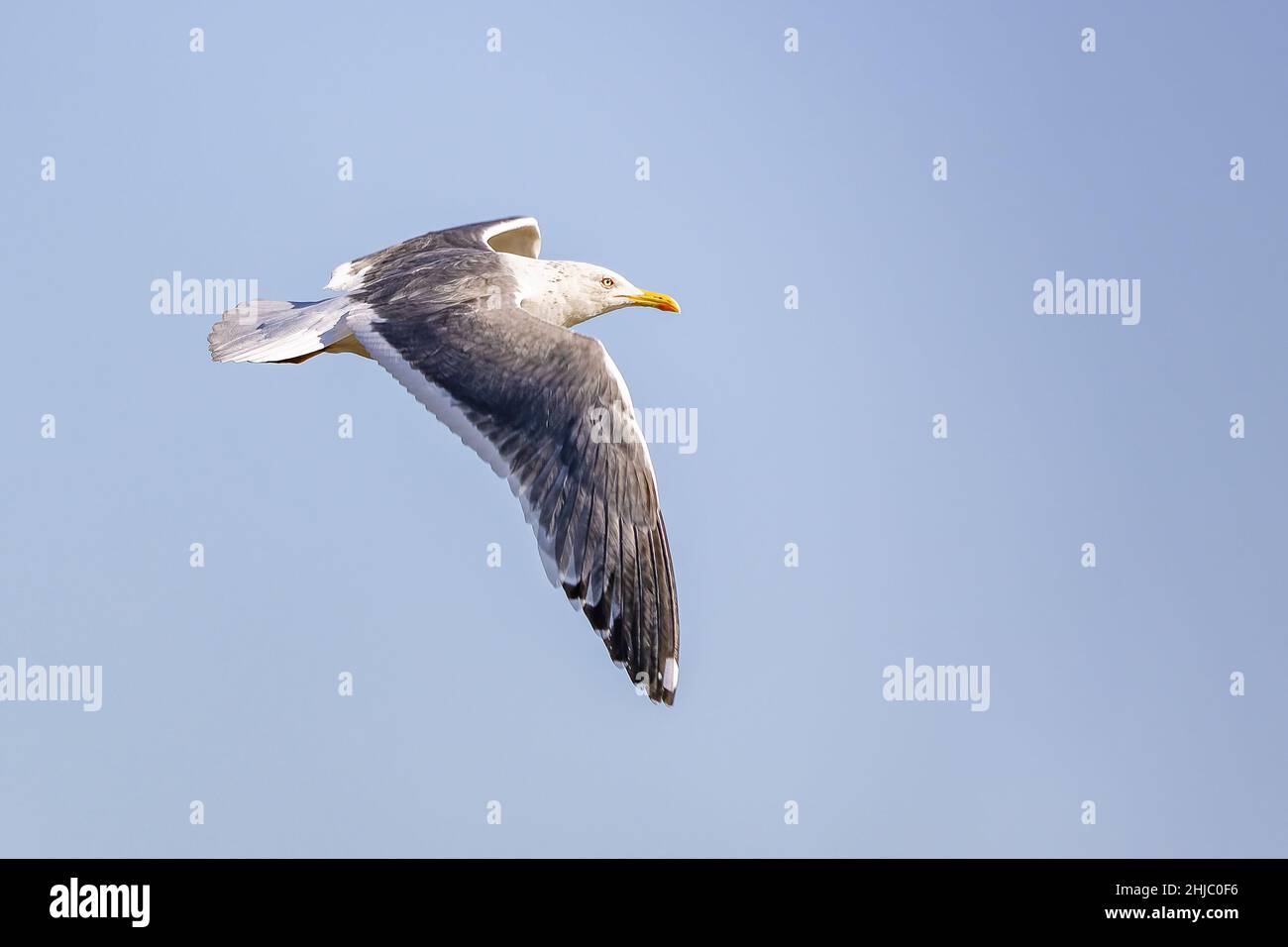 Yellow-legged Gull (Larus michahellis) im Flug Stockfoto