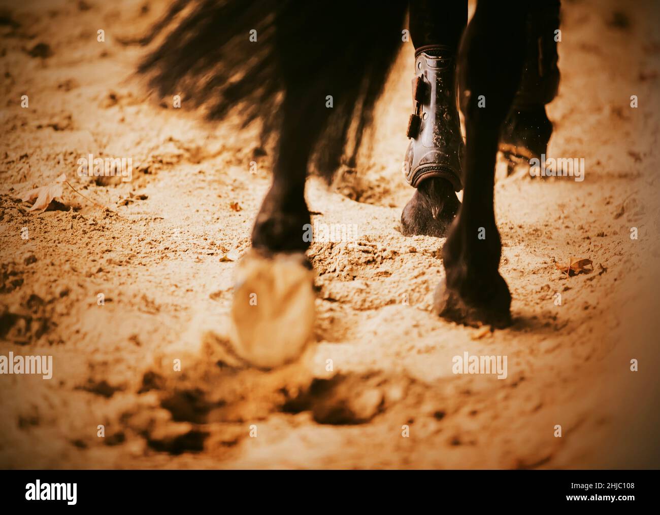 Eine Rückansicht eines schwarzen Pferdes mit einem langen Schwanz, der galoppiert, auf Sand tretende Hufe und Herbstblätter tritt. Reitsport. Stockfoto
