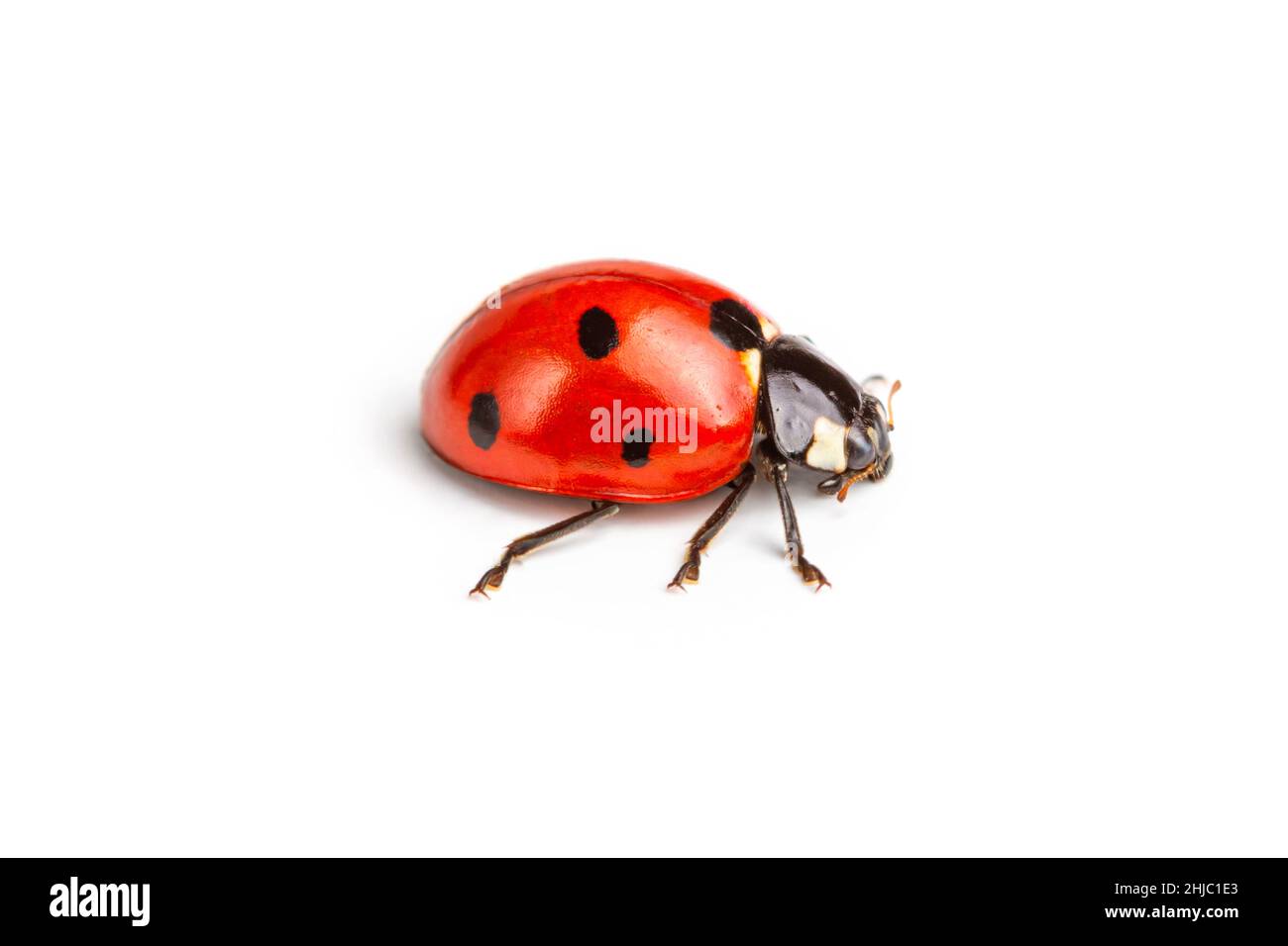 Marienkäfer mit sieben Flecken, Coccinella septempunctata, Makrofotografie, extreme Nahaufnahme, isoliert auf weißem Hintergrund Stockfoto