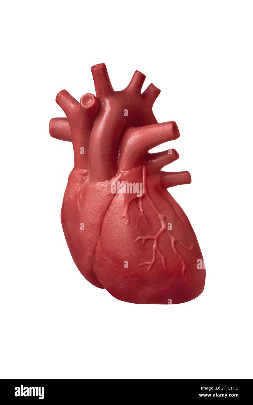 Menschliches Herzmodell isoliert auf weißem Hintergrund Nahaufnahme. Das Konzept der Kardiologie, Gesundheitsversorgung, Organtransplantation Stockfoto