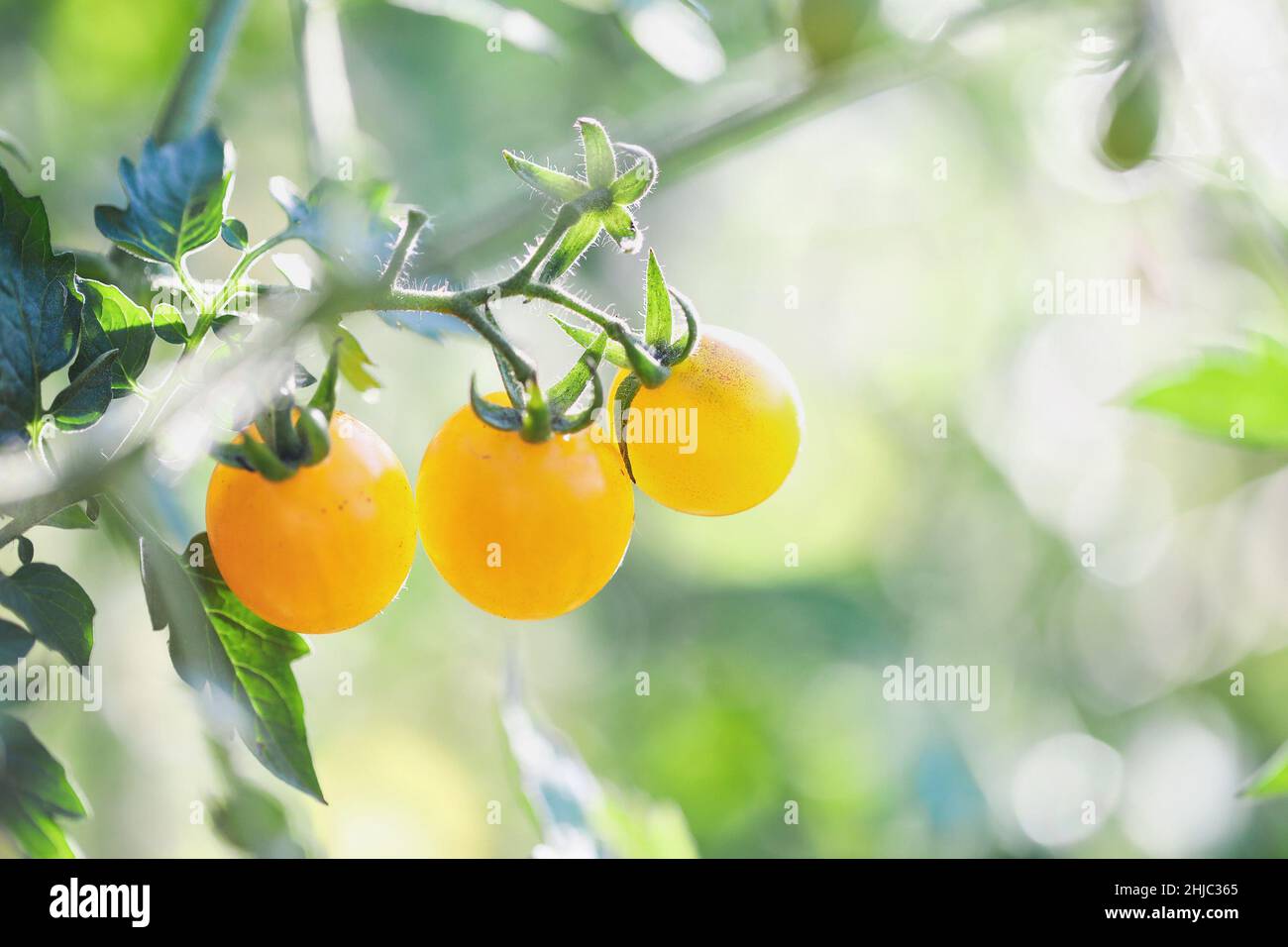 Im Freien angebaute frische Bio-Erbstücke gelbe Kirschtomaten, die im Gemüsegarten auf der Weinrebe wachsen. Selektiver Fokus mit unscharfem Hintergrund. Stockfoto