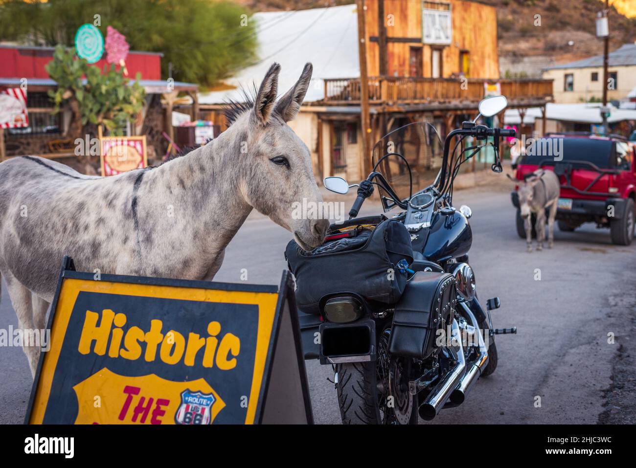 Wilder Esel, Burro, schnüffelt den Inhalt einer Motorrad-Hecktasche in Oatman, Arizona, USA Stockfoto
