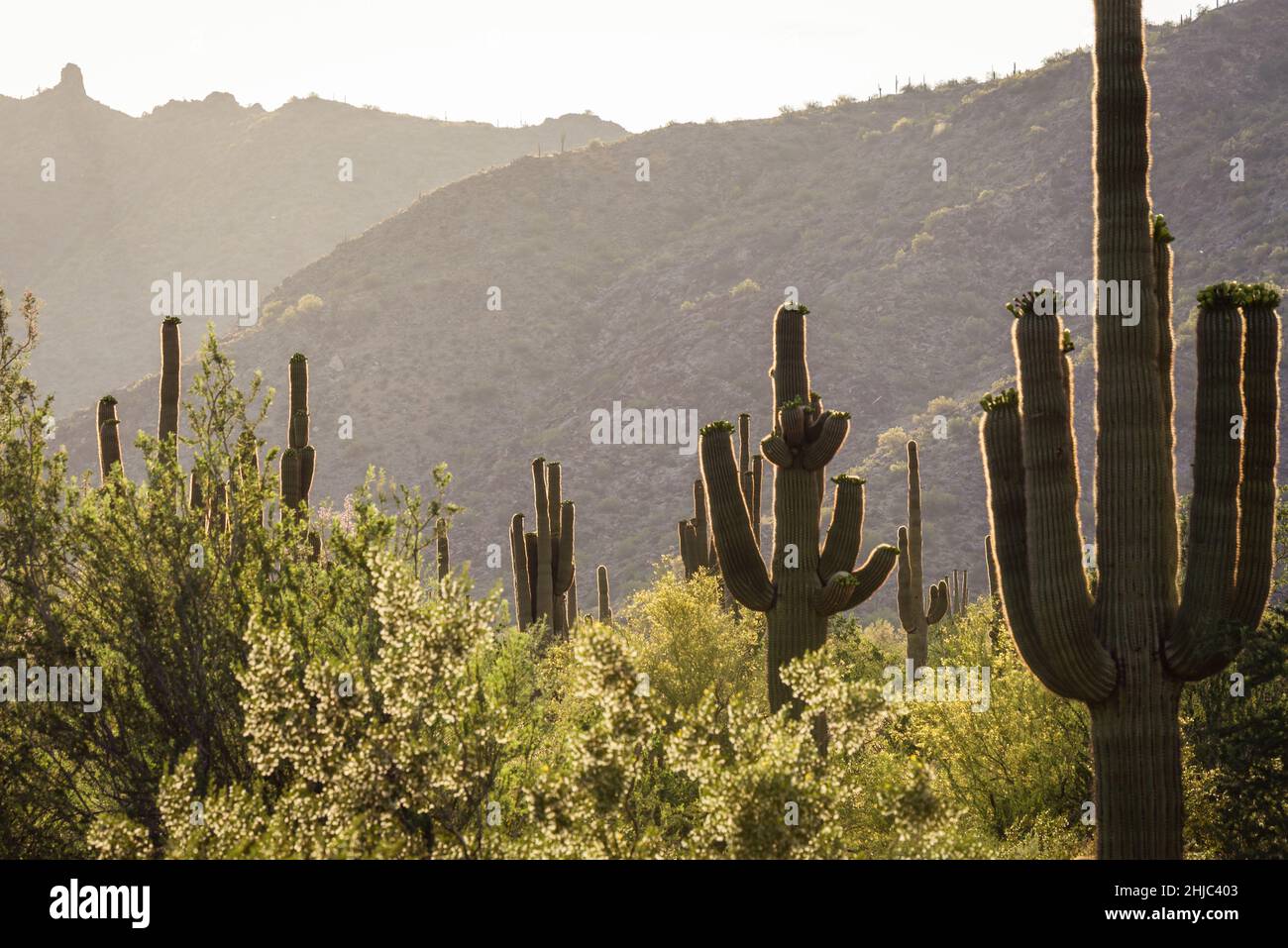 Blick auf Berge und Kakteen mit der Sonne, die über die Landschaft scheint, von den Wanderwegen im White Tank Mountain Regional Park, Waddell, Arizona. Stockfoto