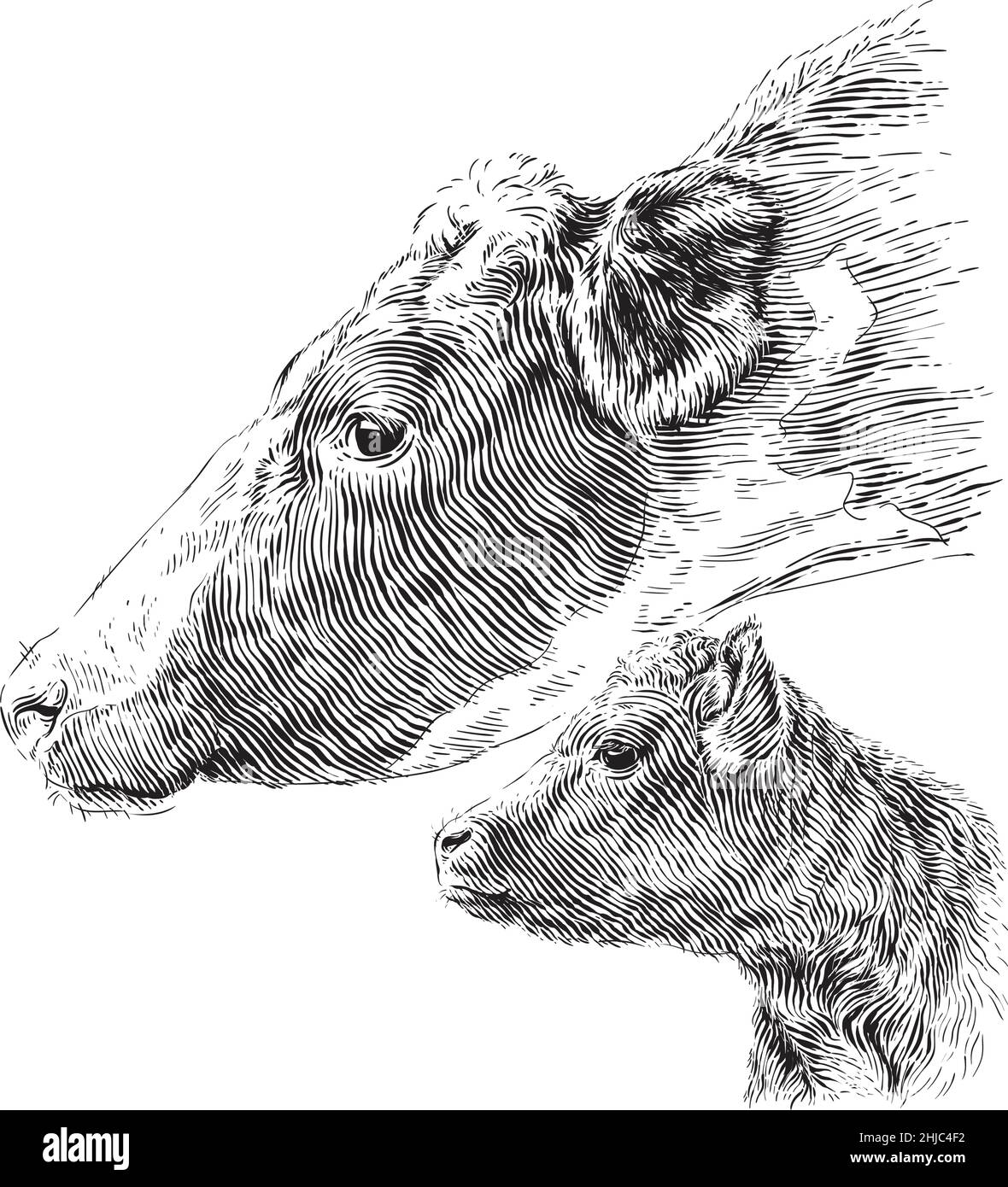 Kopf Kuh und Kalb Hand Zeichnung Skizze Gravur Illustration Stil Stock Vektor