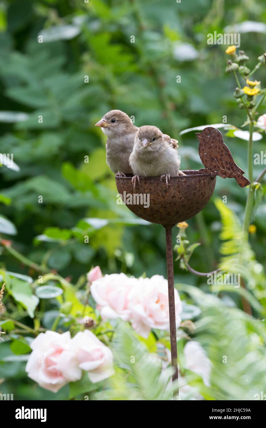 Hausspatz, Jungvogel, Jungvögel, Haus-Spatz, Spatz, Haussperling, Haus-Sperling, Spatzen, Passer domesticus, Haussparrow, Sperling, Sperlinge, Le Moin Stockfoto