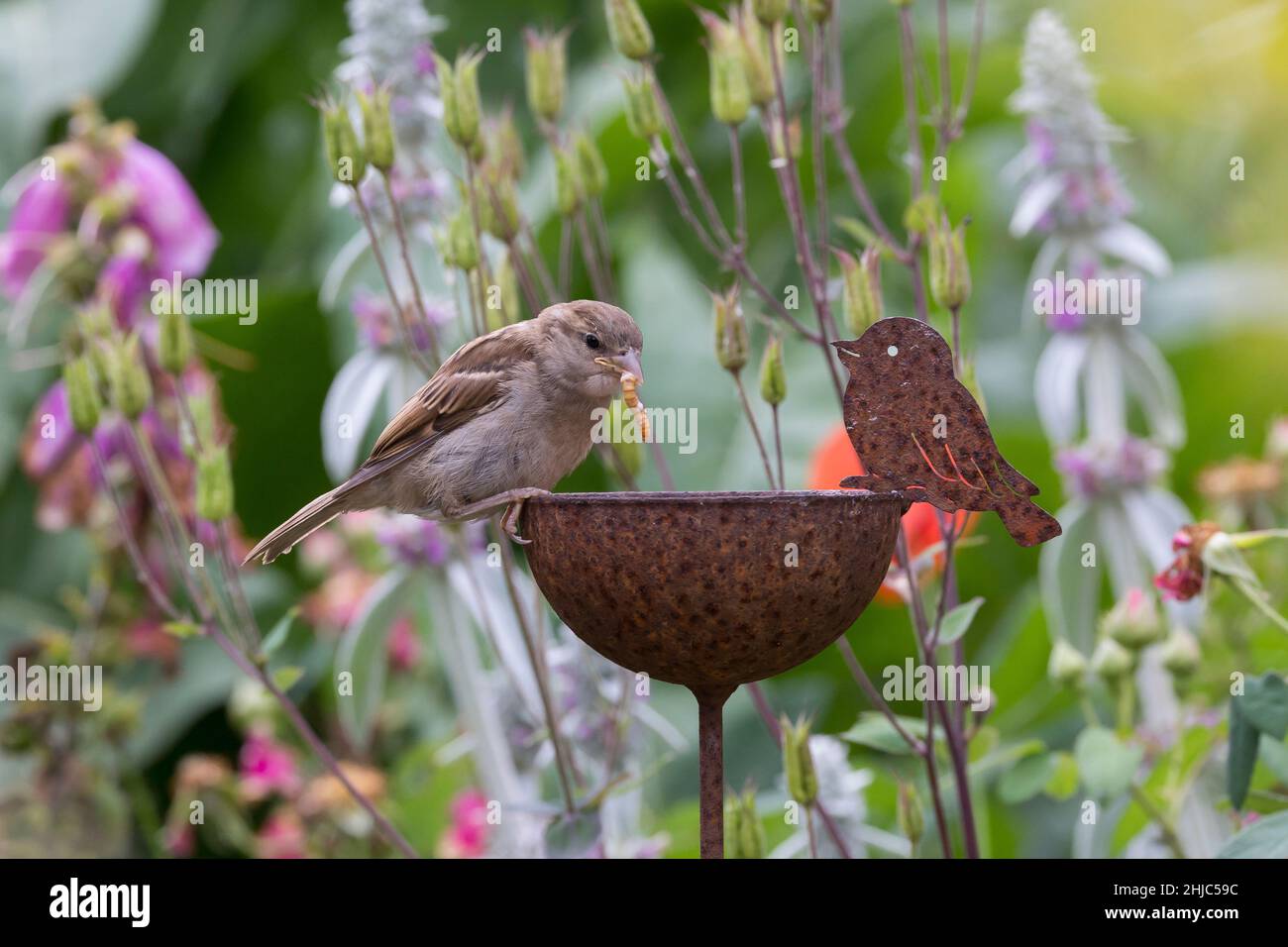 Hausspatz, Jungvogel, Jungvögel, Haus-Spatz, Spatz, Haussperling, Haus-Sperling, Spatzen, Passer domesticus, Haussparrow, Sperling, Sperlinge, Le Moin Stockfoto