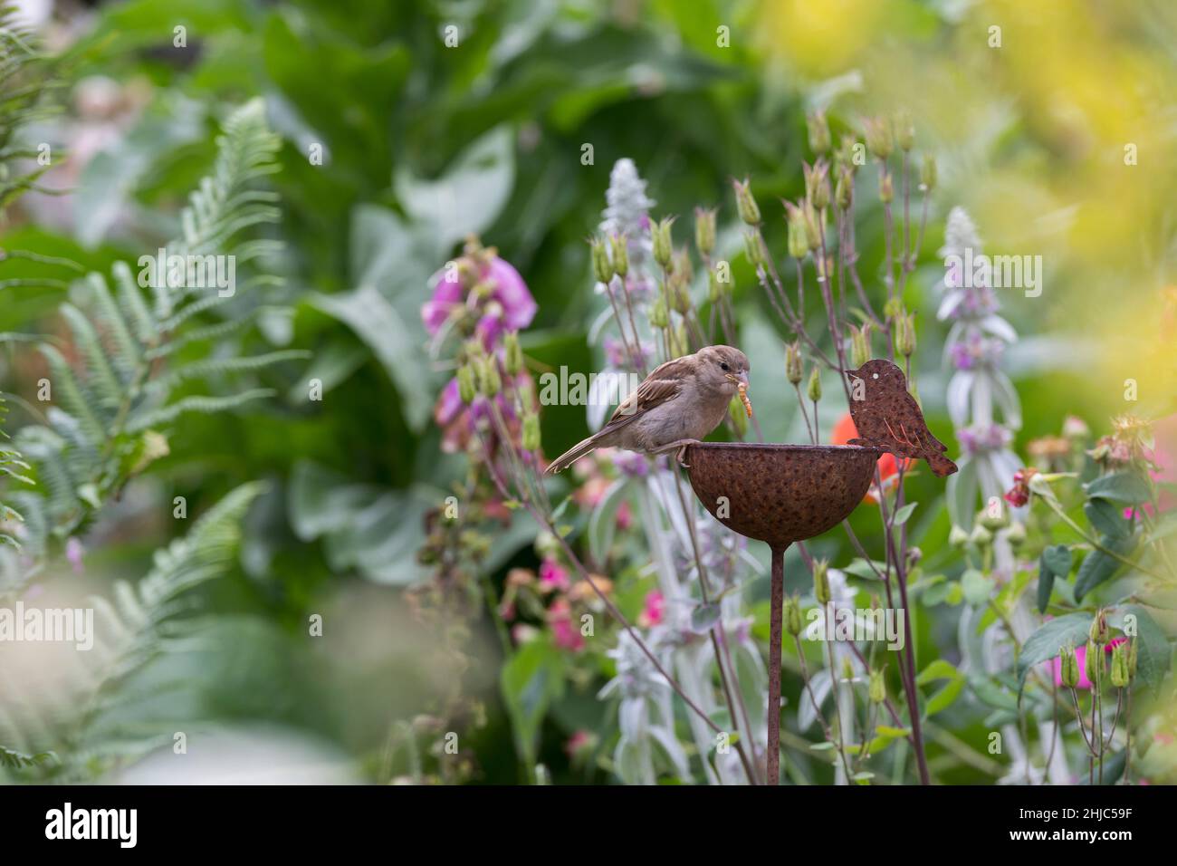 Hausspatz, Jungvogel, Jungvögel, Haus-Spatz, Spatz, Haussperling, Haus-Sperling, Spatzen, Passer domesticus, Haussparrow, Sperling, Sperlinge, Le Moin Stockfoto