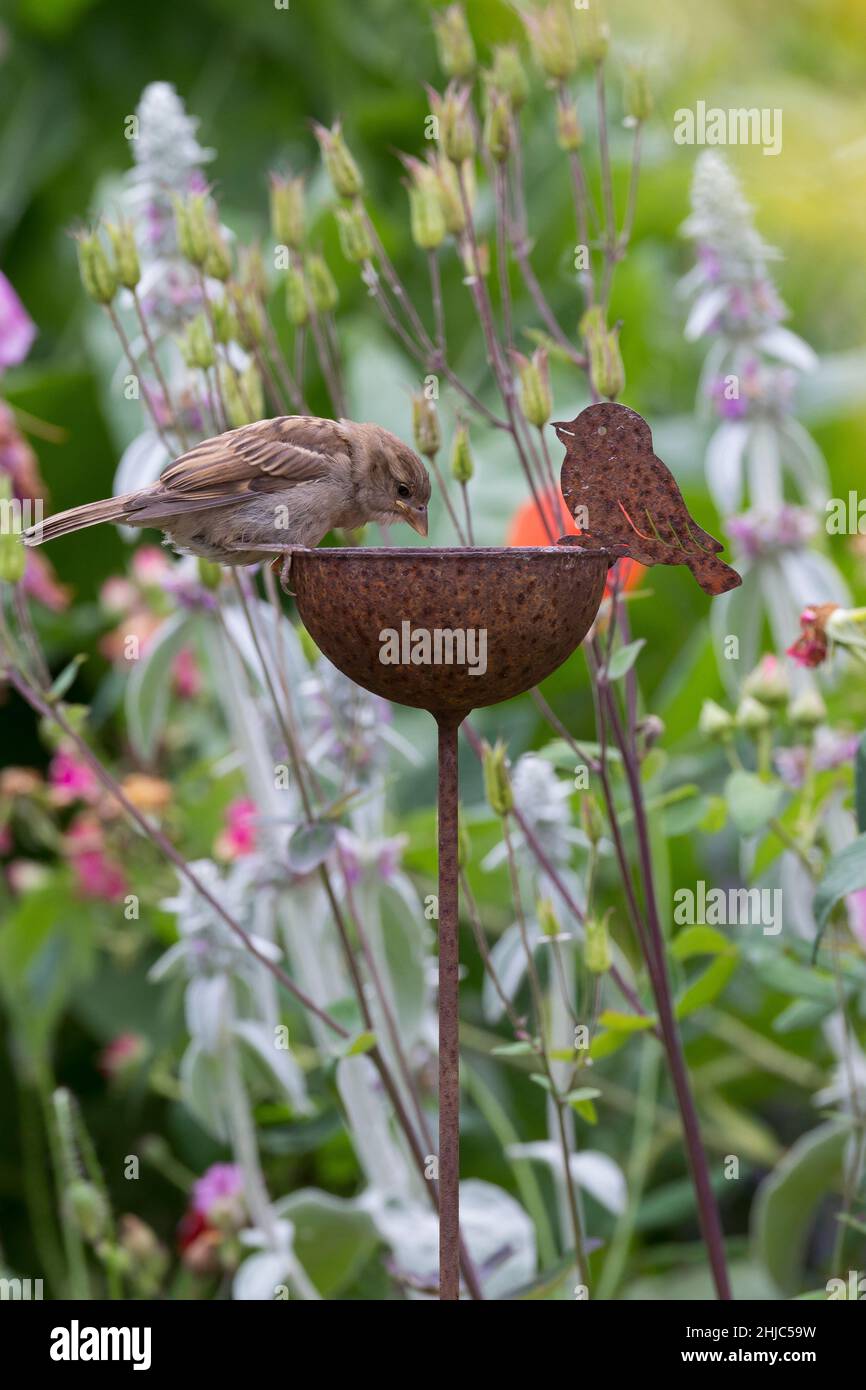 Hausspatz, Jungvogel, Jungvögel, Haus-Spatz, Spatz, Haussperling, Haus-Sperling, Spatzen, Passer domesticus, Haussparrow, Sperling, Sperlinge, Le Moin Stockfoto