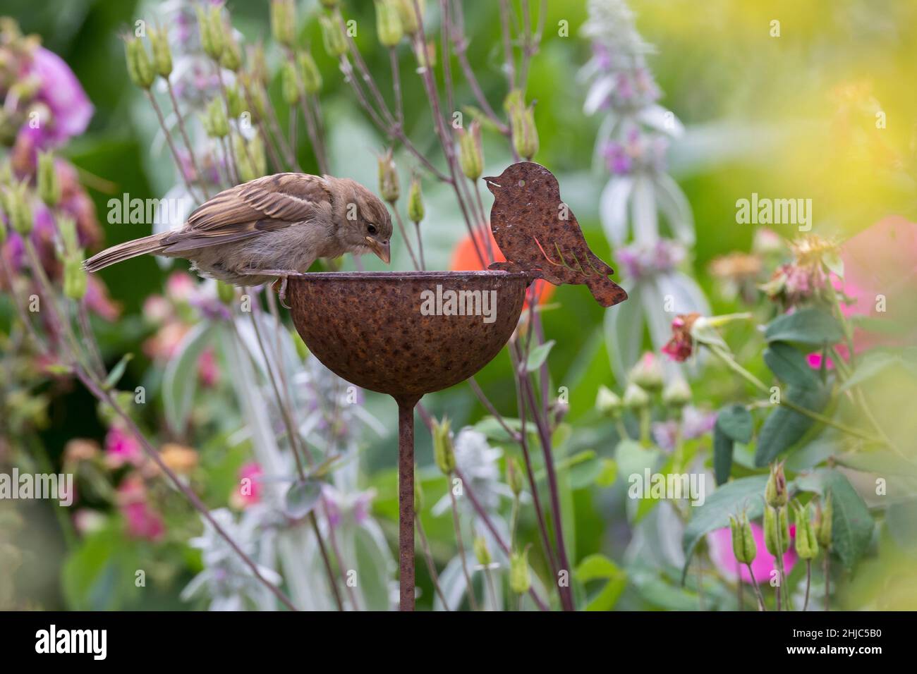 Hausspatz, Jungvogel, Jungvögel, Haus-Spatz, Spatz, Haussperling, Haus-Sperling, Spatzen, Passer domesticus, Haussparrow, Sperling, Sperlinge, Le Moin Stockfoto