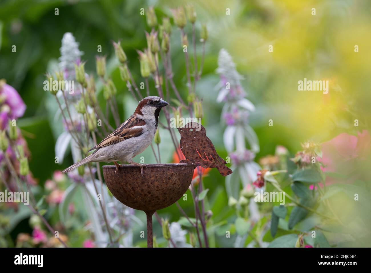 Hausspatz, Männchen, Haus-Spatz, Spatz, Haussperling, Haus-Sperling, Spatzen, Passer domesticus, Haussparrow, Sparrow, Männchen, Sperlinge, Le Moineau do Stockfoto
