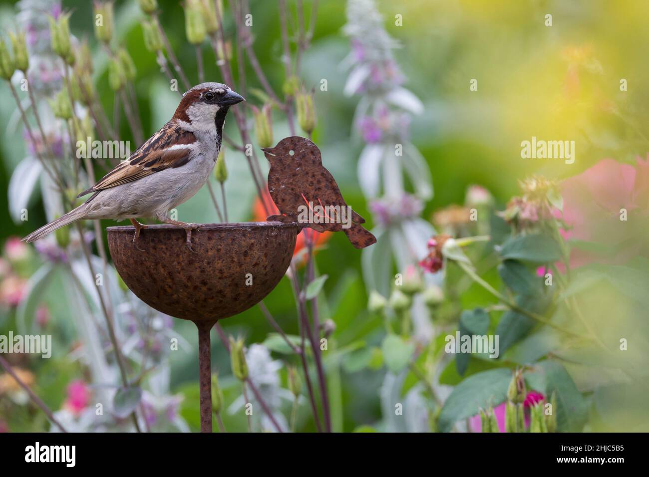 Hausspatz, Männchen, Haus-Spatz, Spatz, Haussperling, Haus-Sperling, Spatzen, Passer domesticus, Haussparrow, Sparrow, Männchen, Sperlinge, Le Moineau do Stockfoto