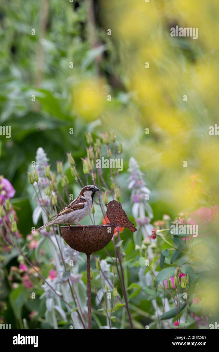 Hausspatz, Männchen, Haus-Spatz, Spatz, Haussperling, Haus-Sperling, Spatzen, Passer domesticus, Haussparrow, Sparrow, Männchen, Sperlinge, Le Moineau do Stockfoto