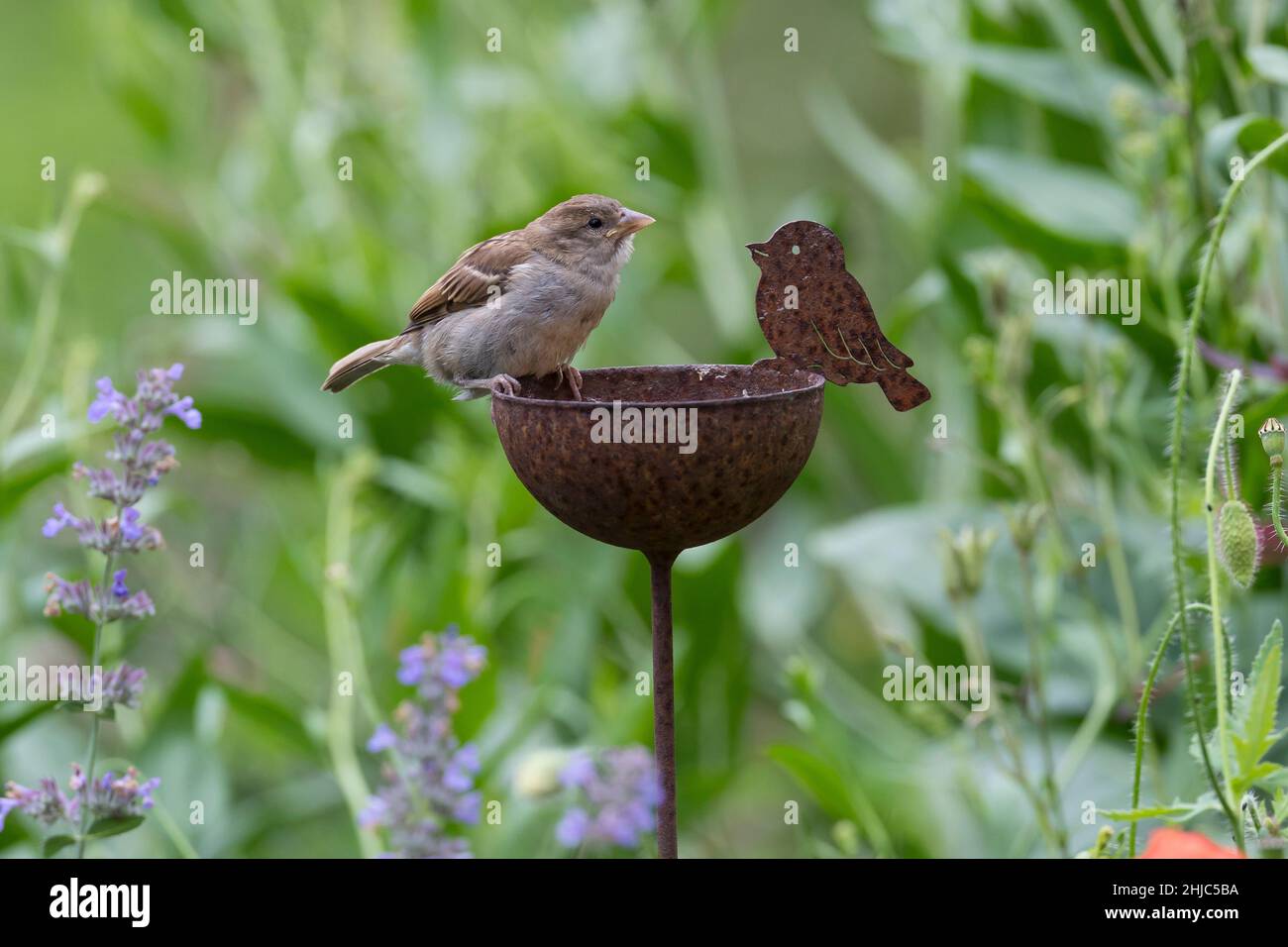 Hausspatz, Jungvogel, Jungvögel, Haus-Spatz, Spatz, Haussperling, Haus-Sperling, Spatzen, Passer domesticus, Haussparrow, Sperling, Sperlinge, Le Moin Stockfoto