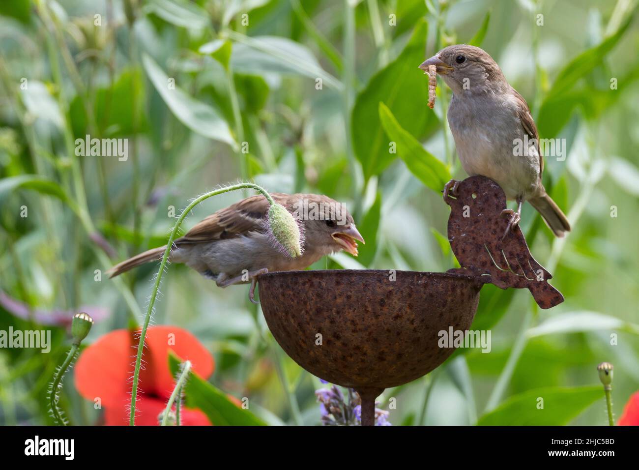 Hausspatz, Jungvogel, Jungvögel, Haus-Spatz, Spatz, Haussperling, Haus-Sperling, Spatzen, Passer domesticus, Haussparrow, Sperling, Sperlinge, Le Moin Stockfoto